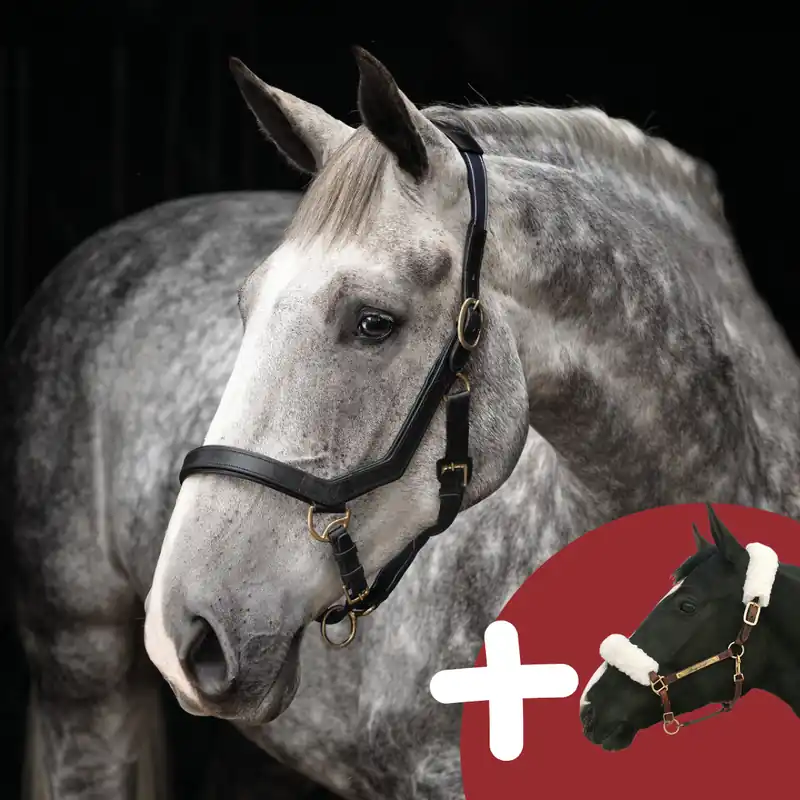 [Paket] Horseware Rambo Micklem Headcollar & Back on Track Halfterschoner-Set Echt